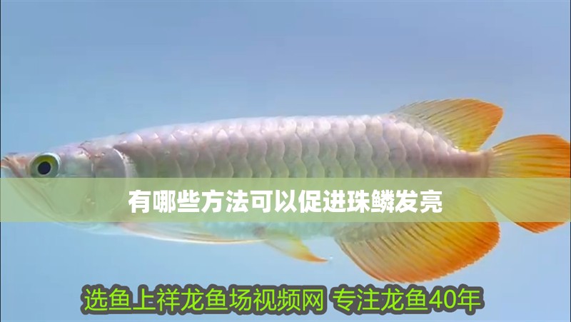 有哪些方法可以促進(jìn)珠鱗發(fā)亮