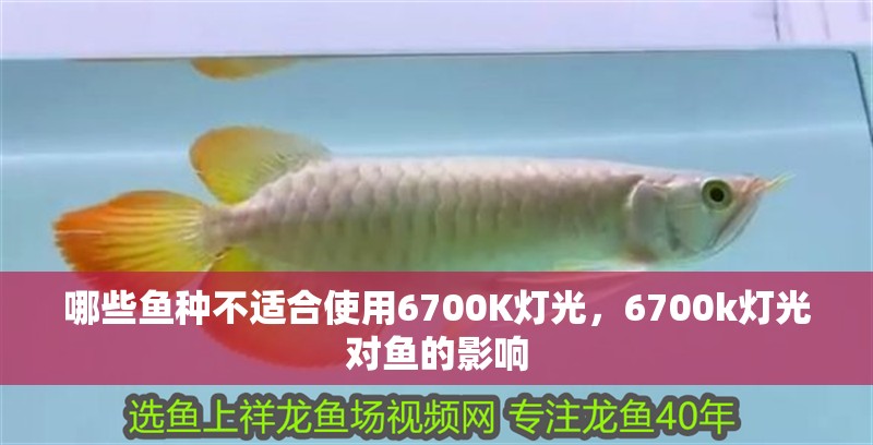 哪些魚種不適合使用6700K燈光，6700k燈光對魚的影響