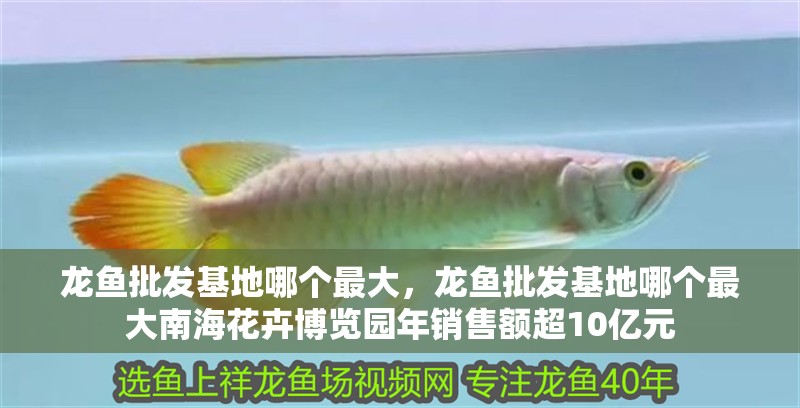 龍魚批發(fā)基地哪個最大，龍魚批發(fā)基地哪個最大南海花卉博覽園年銷售額超10億元