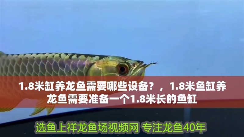 1.8米缸養龍魚需要哪些設備？，1.8米魚缸養龍魚需要準備一個1.8米長的魚缸