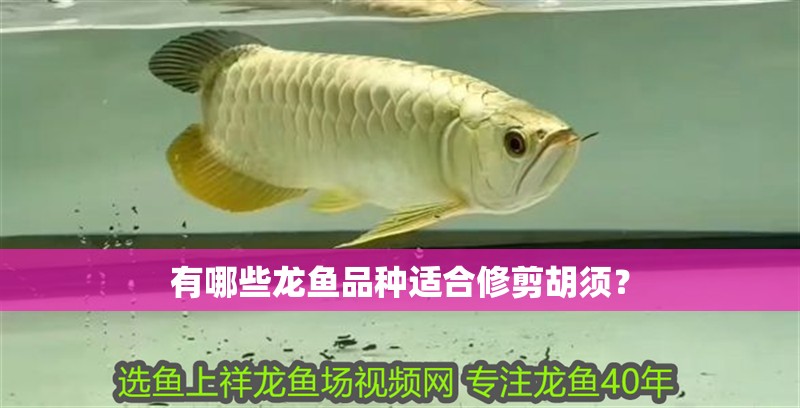 有哪些龍魚品種適合修剪胡須？