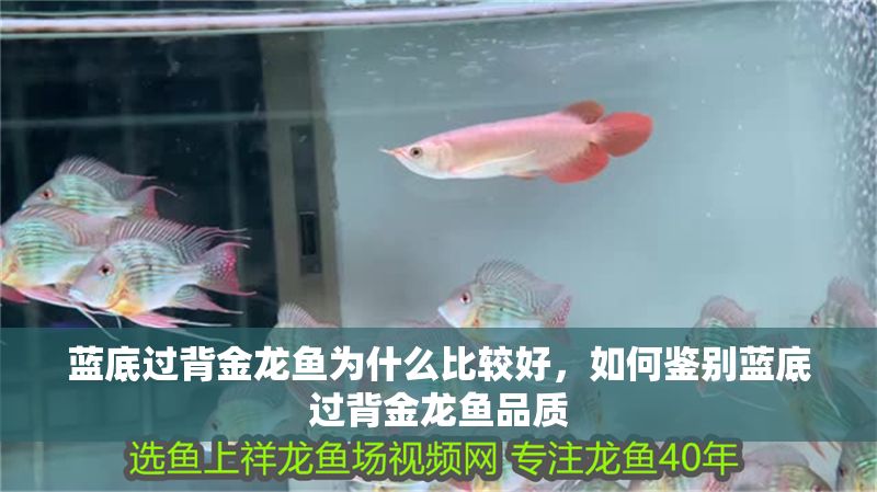 藍底過背金龍魚為什么比較好，如何鑒別藍底過背金龍魚品質