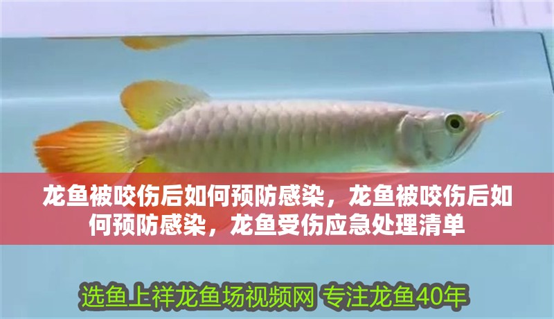 龍魚被咬傷后如何預(yù)防感染，龍魚被咬傷后如何預(yù)防感染，龍魚受傷應(yīng)急處理清單