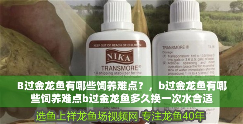 B過金龍魚有哪些飼養難點？，b過金龍魚有哪些飼養難點b過金龍魚多久換一次水合適