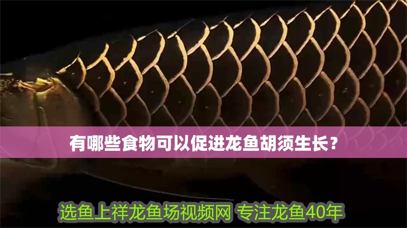 有哪些食物可以促進龍魚胡須生長？