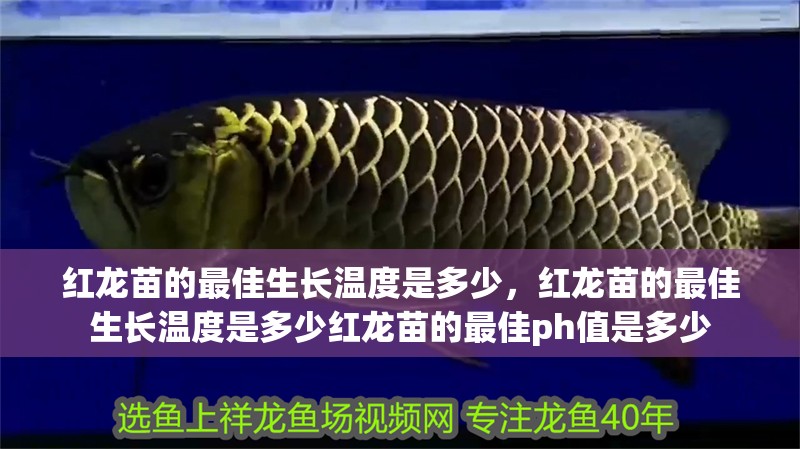 紅龍苗的最佳生長溫度是多少，紅龍苗的最佳生長溫度是多少紅龍苗的最佳ph值是多少