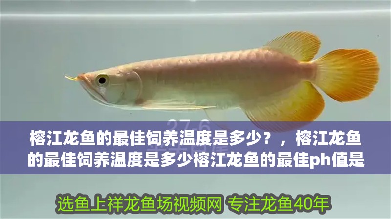 榕江龍魚的最佳飼養(yǎng)溫度是多少？，榕江龍魚的最佳飼養(yǎng)溫度是多少榕江龍魚的最佳ph值是多少