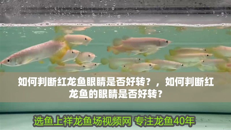如何判斷紅龍魚眼睛是否好轉？，如何判斷紅龍魚的眼睛是否好轉？