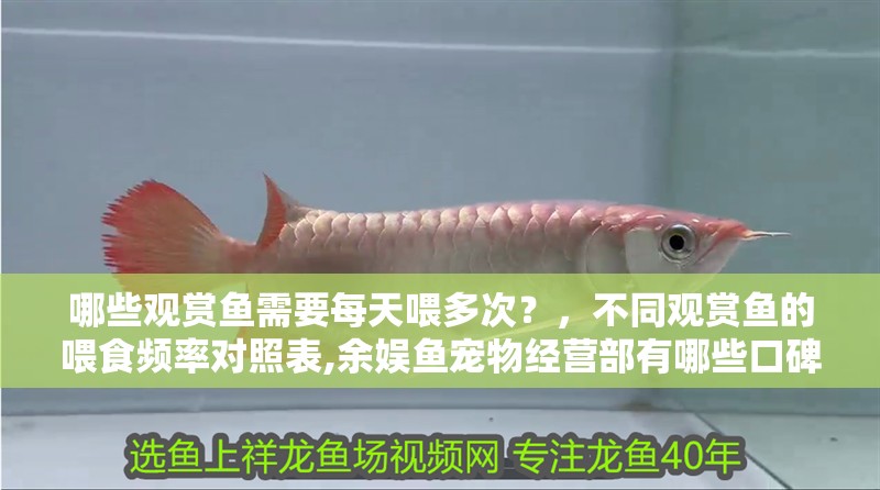 哪些觀賞魚需要每天喂多次？，不同觀賞魚的喂食頻率對照表,余娛魚寵物經營部有哪些口碑
