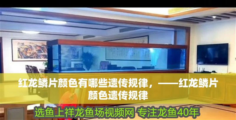 紅龍鱗片顏色有哪些遺傳規律，——紅龍鱗片顏色遺傳規律