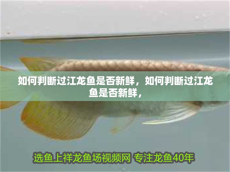 如何判斷過江龍魚是否新鮮，如何判斷過江龍魚是否新鮮，