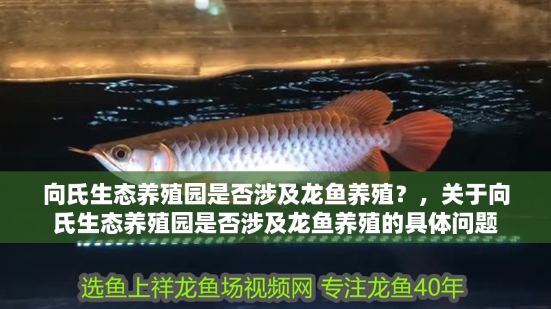 向氏生態養殖園是否涉及龍魚養殖？，關于向氏生態養殖園是否涉及龍魚養殖的具體問題