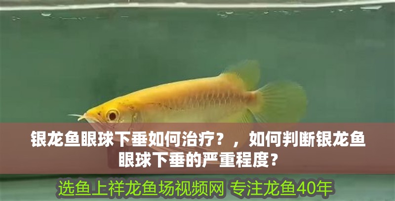 銀龍魚(yú)眼球下垂如何治療？，如何判斷銀龍魚(yú)眼球下垂的嚴(yán)重程度？