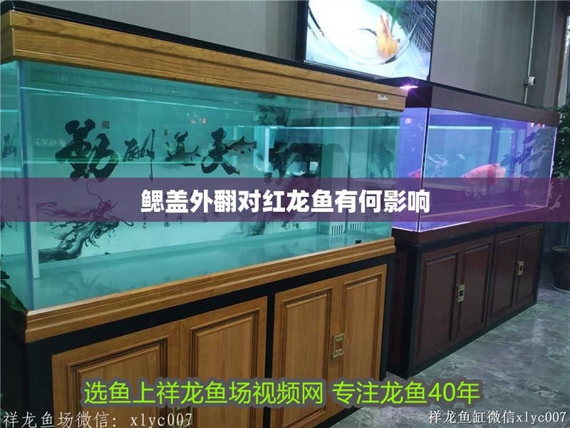 鰓蓋外翻對紅龍魚有何影響