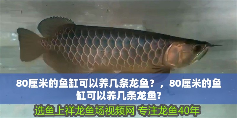 80厘米的魚缸可以養幾條龍魚？，80厘米的魚缸可以養幾條龍魚?