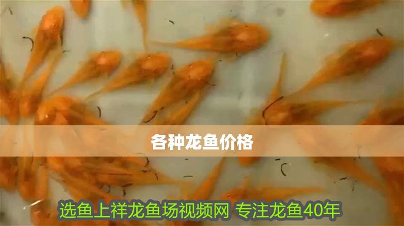 各種龍魚價(jià)格