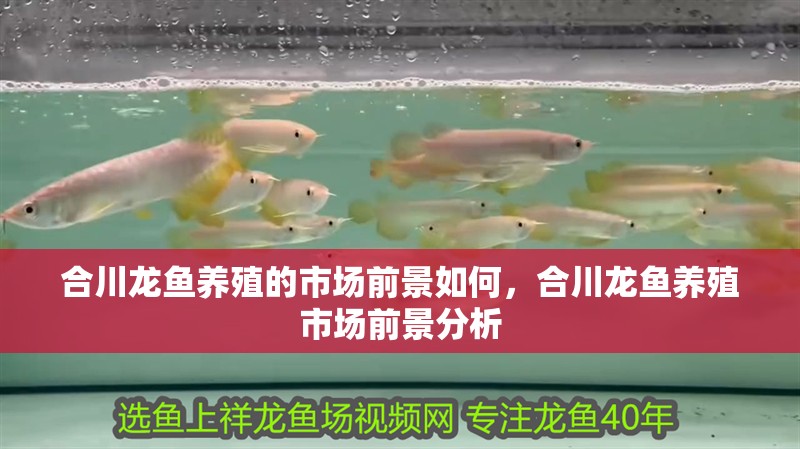 合川龍魚養殖的市場前景如何，合川龍魚養殖市場前景分析