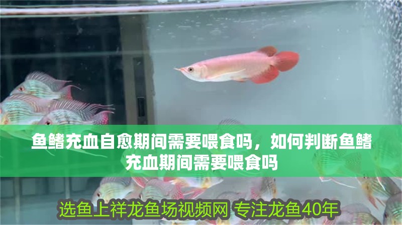魚鰭充血自愈期間需要喂食嗎，如何判斷魚鰭充血期間需要喂食嗎