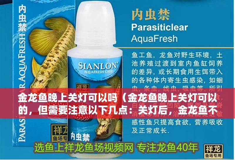 金龍魚晚上關燈可以嗎（金龍魚晚上關燈可以的，但需要注意以下幾點：關燈后，金龍魚不安） 金龍魚晚上關燈可以嗎（金龍魚晚上關燈可以的，但需要注意以下幾點：關燈后，金龍魚不安） 龍魚百科 第2張