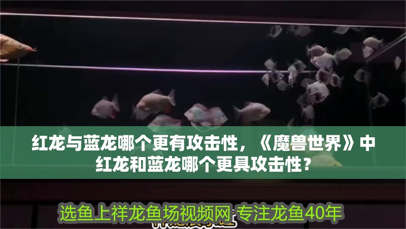 紅龍與藍龍哪個更有攻擊性，《魔獸世界》中紅龍和藍龍哪個更具攻擊性？