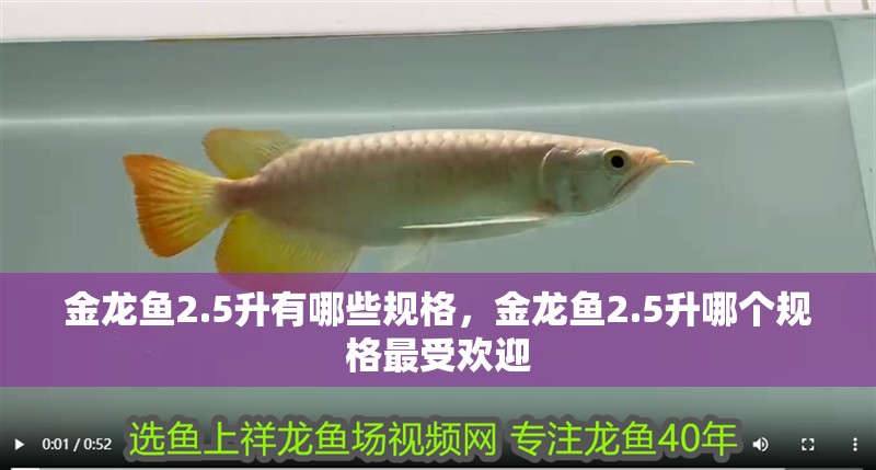 金龍魚2.5升有哪些規(guī)格，金龍魚2.5升哪個規(guī)格最受歡迎