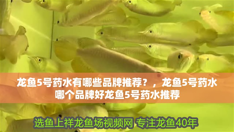 龍魚5號藥水有哪些品牌推薦？，龍魚5號藥水哪個品牌好龍魚5號藥水推薦