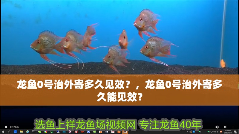 龍魚0號治外寄多久見效？，龍魚0號治外寄多久能見效？