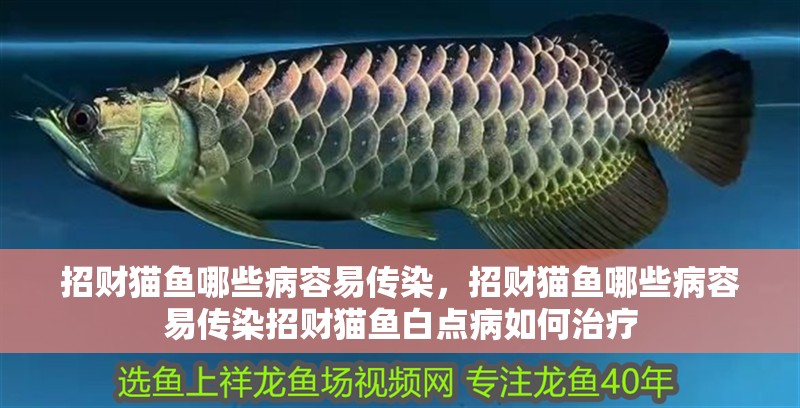 招財貓魚哪些病容易傳染，招財貓魚哪些病容易傳染招財貓魚白點病如何治療