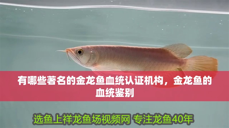 有哪些著名的金龍魚血統(tǒng)認(rèn)證機(jī)構(gòu)，金龍魚的血統(tǒng)鑒別