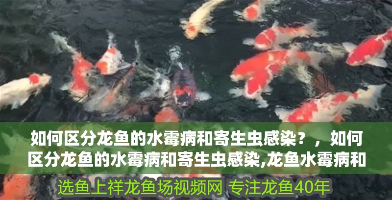 如何區分龍魚的水霉病和寄生蟲感染？，如何區分龍魚的水霉病和寄生蟲感染,龍魚水霉病和寄生蟲感染