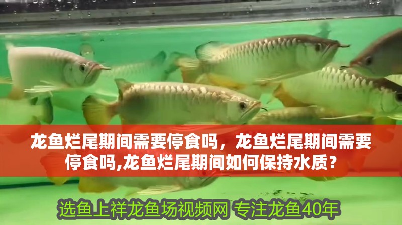 龍魚爛尾期間需要停食嗎，龍魚爛尾期間需要停食嗎,龍魚爛尾期間如何保持水質？