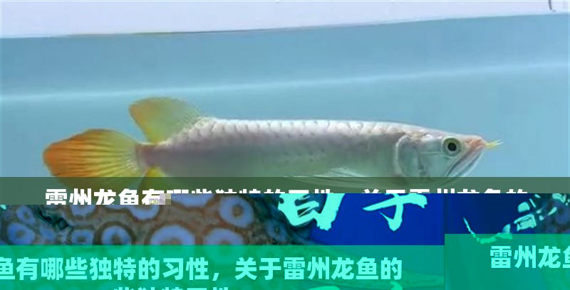 雷州龍魚有哪些獨(dú)特的習(xí)性，關(guān)于雷州龍魚的一些獨(dú)特習(xí)性