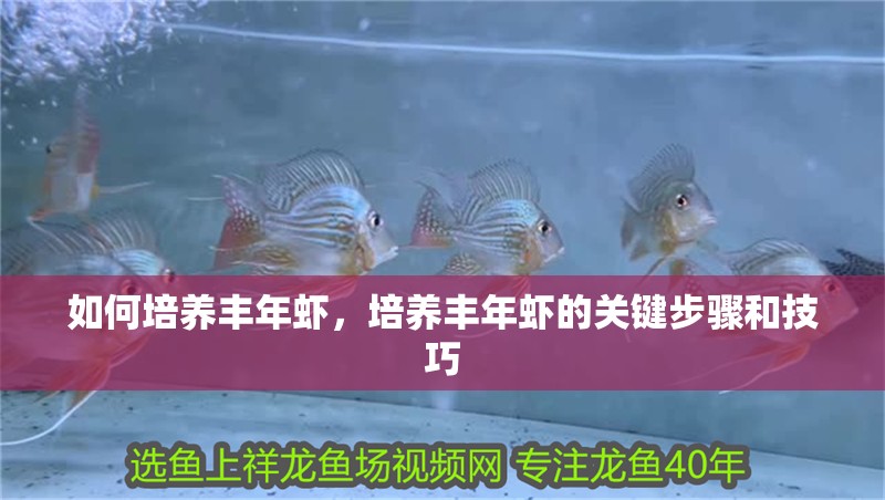 如何培養豐年蝦，培養豐年蝦的關鍵步驟和技巧