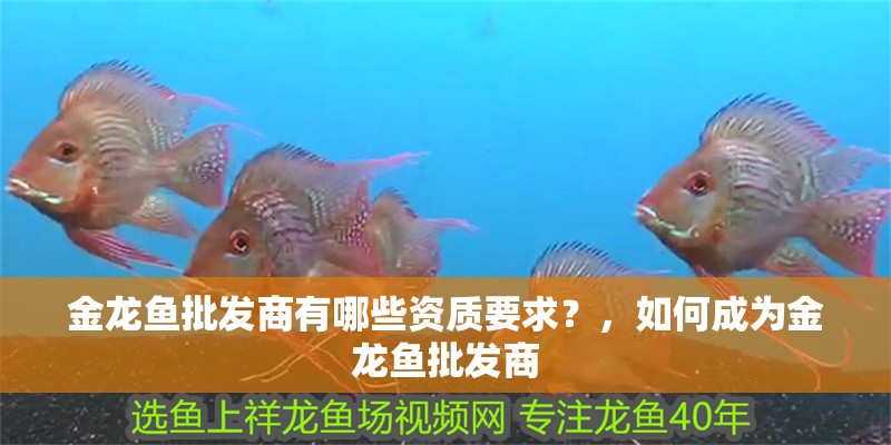 金龍魚批發(fā)商有哪些資質(zhì)要求？，如何成為金龍魚批發(fā)商