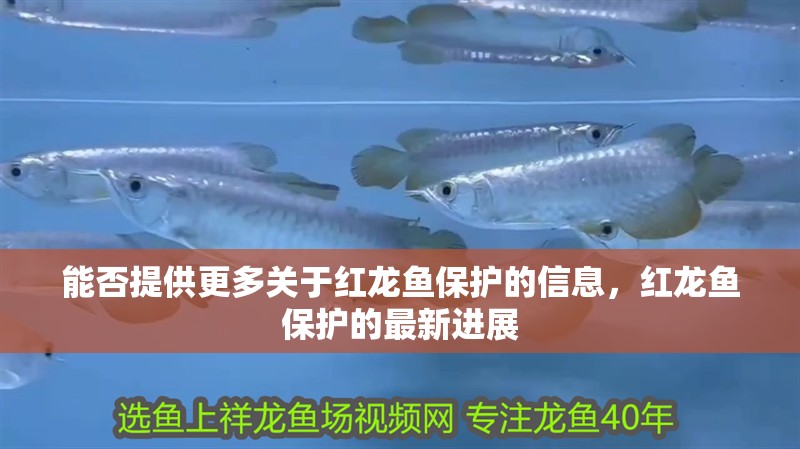能否提供更多關于紅龍魚保護的信息，紅龍魚保護的最新進展