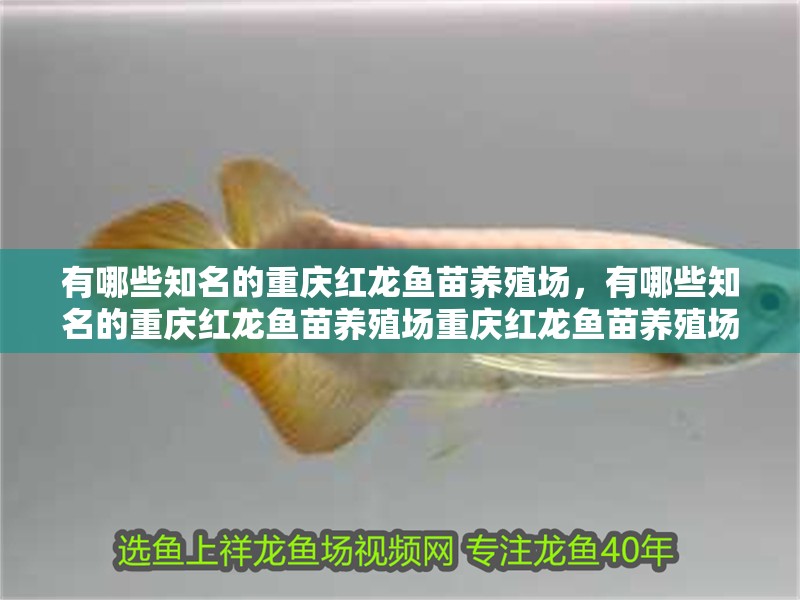 有哪些知名的重慶紅龍魚(yú)苗養(yǎng)殖場(chǎng)，有哪些知名的重慶紅龍魚(yú)苗養(yǎng)殖場(chǎng)重慶紅龍魚(yú)苗養(yǎng)殖場(chǎng)