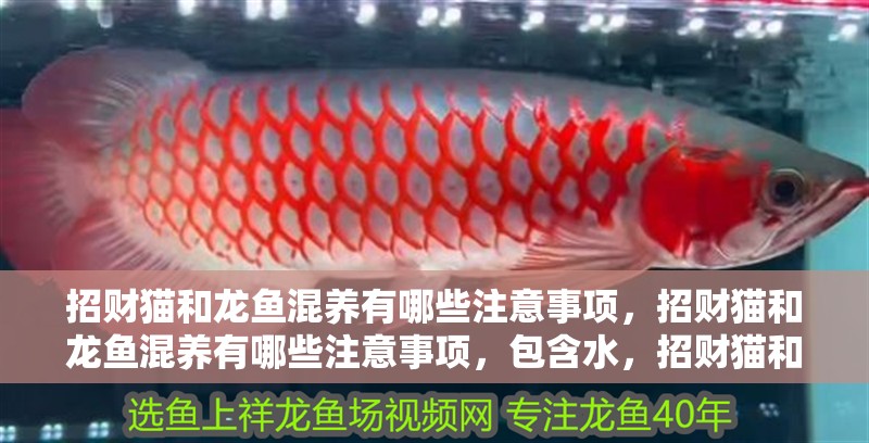 招財貓和龍魚混養有哪些注意事項，招財貓和龍魚混養有哪些注意事項，包含水，招財貓和體長混養