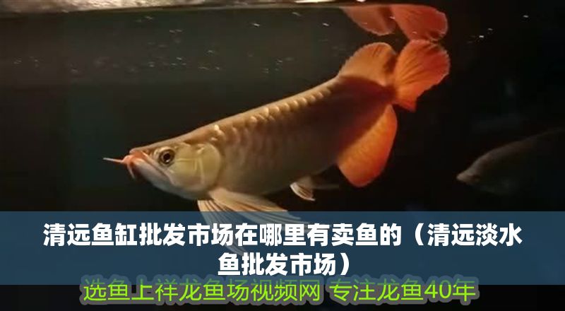 清遠魚缸批發市場在哪里有賣魚的（清遠淡水魚批發市場）