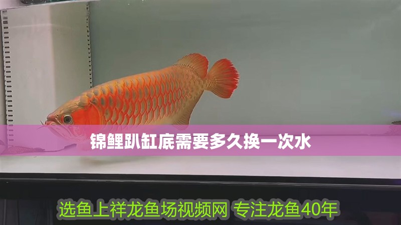 錦鯉趴缸底需要多久換一次水