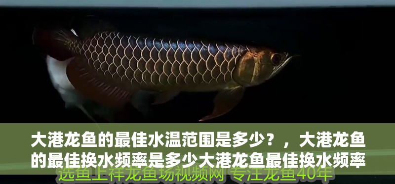 大港龍魚的最佳水溫范圍是多少？，大港龍魚的最佳換水頻率是多少大港龍魚最佳換水頻率是多少