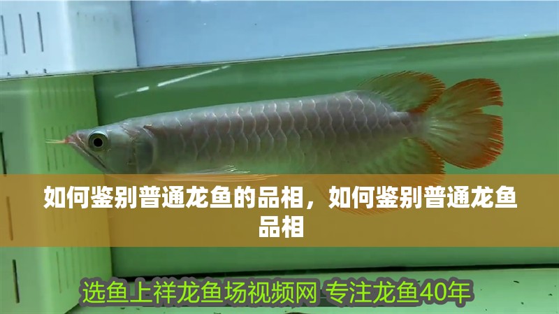 龍魚(yú)立鱗病多久會(huì)死