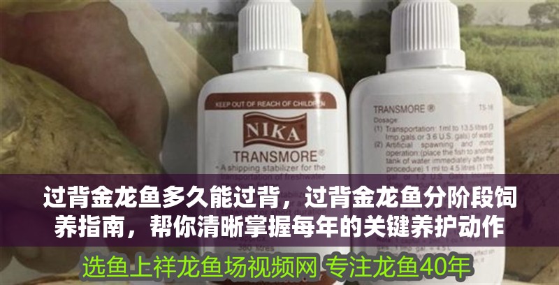 過(guò)背金龍魚(yú)多久能過(guò)背，過(guò)背金龍魚(yú)分階段飼養(yǎng)指南，幫你清晰掌握每年的關(guān)鍵養(yǎng)護(hù)動(dòng)作