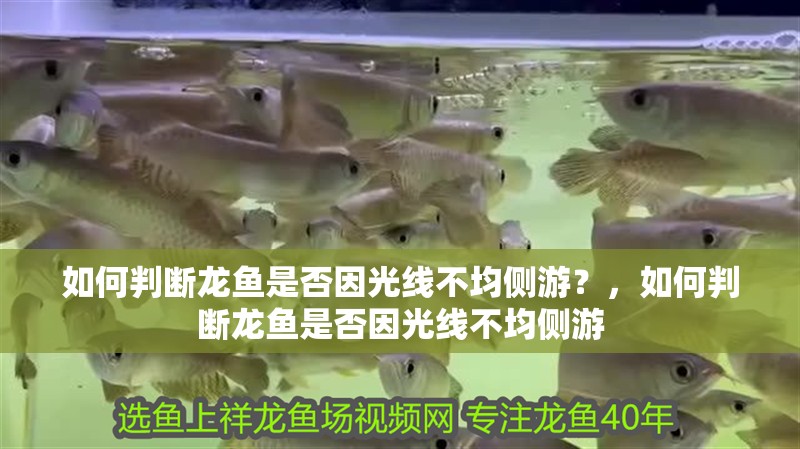 如何判斷龍魚是否因光線不均側游？，如何判斷龍魚是否因光線不均側游