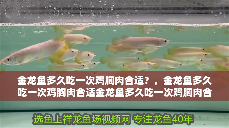 金龍魚多久吃一次雞胸肉合適？，金龍魚多久吃一次雞胸肉合適金龍魚多久吃一次雞胸肉合適