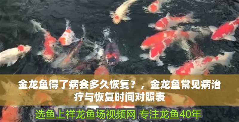 金龍魚得了病會多久恢復？，金龍魚常見病治療與恢復時間對照表