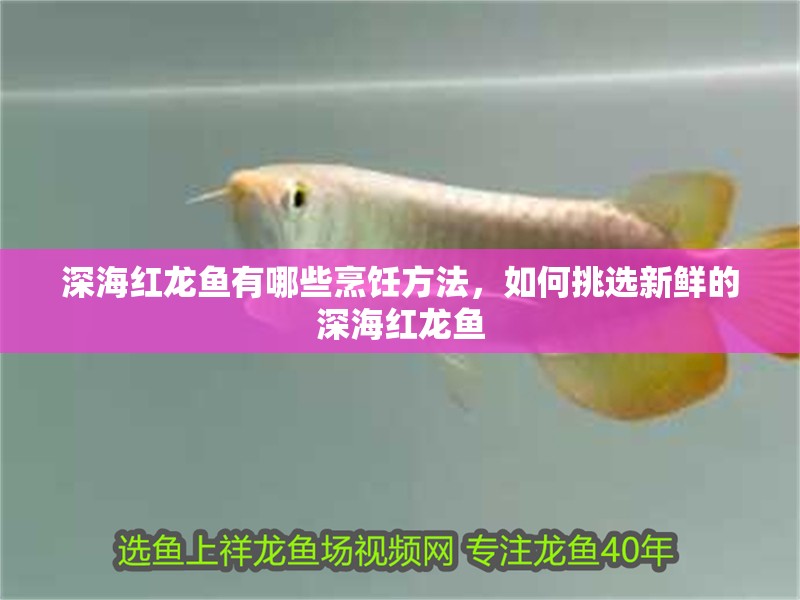 深海紅龍魚有哪些烹飪方法，如何挑選新鮮的深海紅龍魚