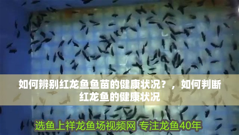 如何辨別紅龍魚魚苗的健康狀況？，如何判斷紅龍魚的健康狀況
