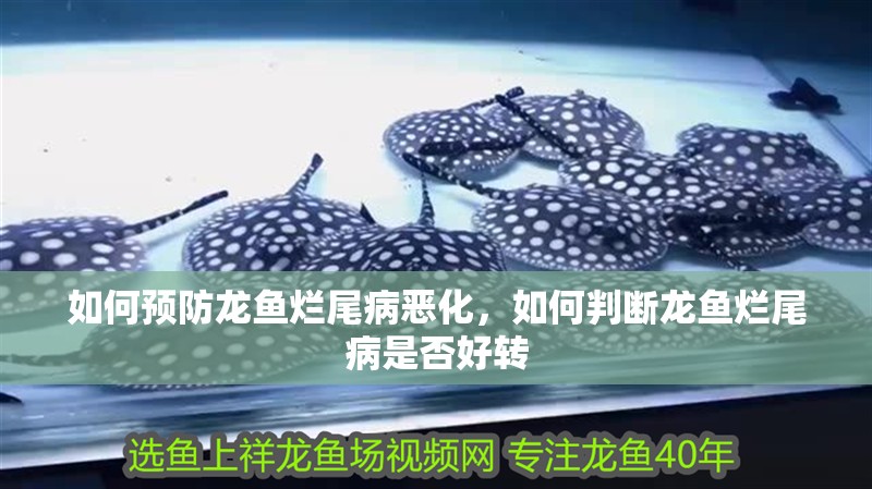 如何預防龍魚爛尾病惡化，如何判斷龍魚爛尾病是否好轉