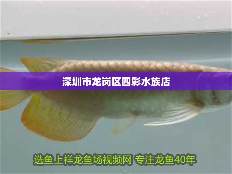 <strong><mark>深圳</mark></strong>市龍崗區(qū)四彩水族店