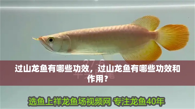 過(guò)山龍魚(yú)有哪些功效，過(guò)山龍魚(yú)有哪些功效和作用？